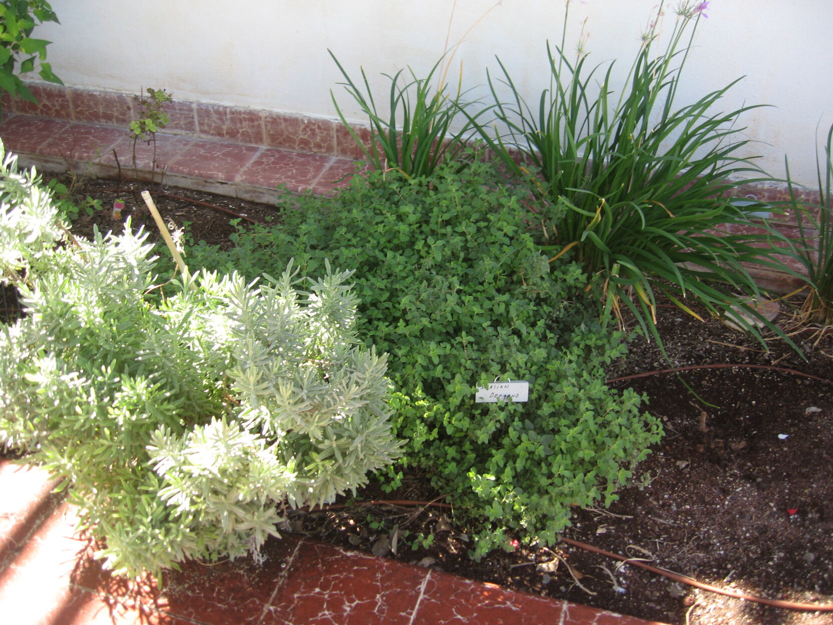 Herb choices for April planting